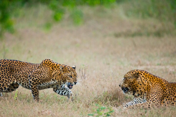 2 Days Tour To Bentota Galle & Yala From Colombo - Photo 1 of 8